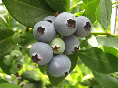 5年生育 ブルーベリー苗 シャープブルー | てしまの野菜苗,果樹苗