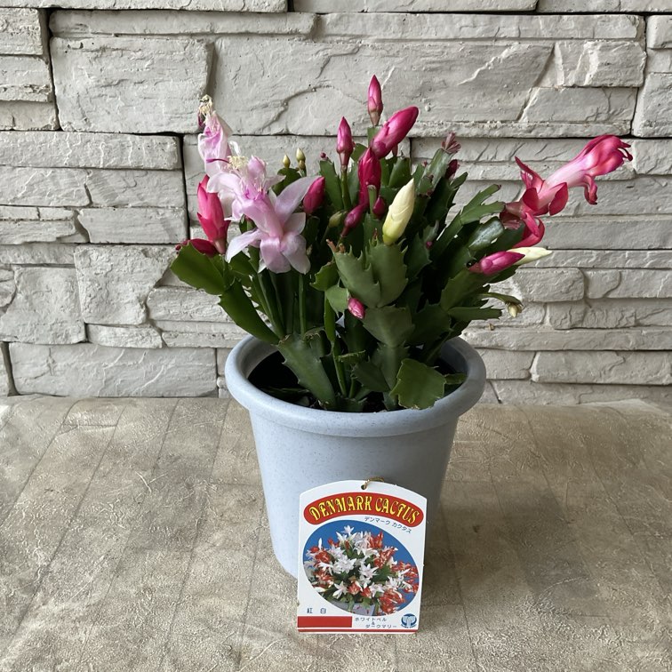 シャコバサボテン（デンマークカクタス） 選べる♪4種 | 鉢花・花苗
