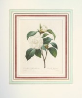 ピエール・ジョセフ・ルドゥーテ 「美花選」 1827年 No.24 | 古版画