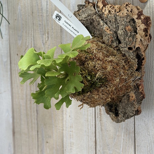 コウモリラン(ビカクシダ) リドレイ ドワーフ シルバー 個体C(現品