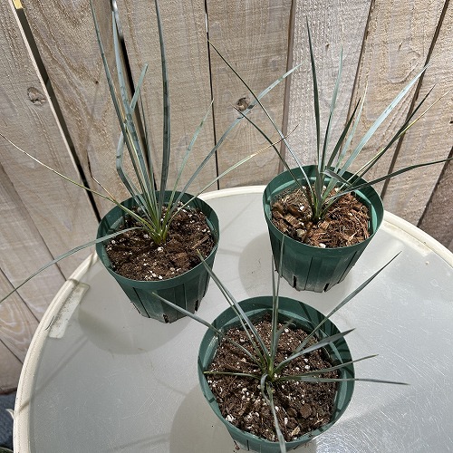 ユッカ ロストラータ 4号スリット鉢(個体おまかせ1鉢)｜芳樹園