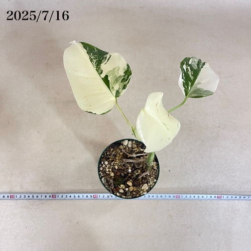 モンステラ ホワイトタイガー 4号スリット鉢 個体C｜芳樹園オンライン