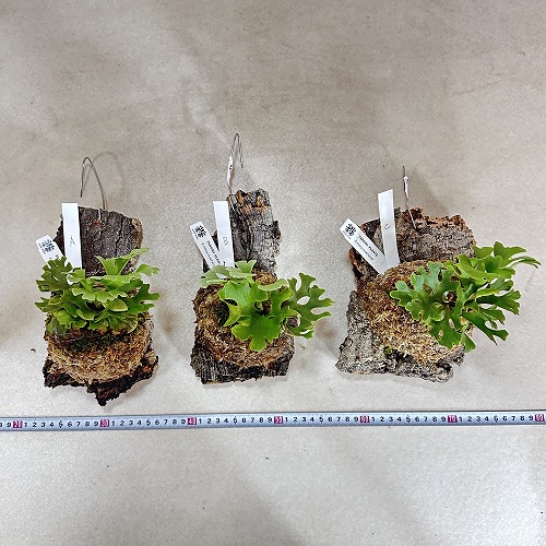 4_000000002308.jpg?1749199184