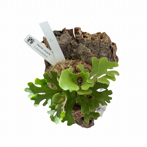 コウモリラン(ビカクシダ) リドレイ ドワーフ シルバー 個体C(現品