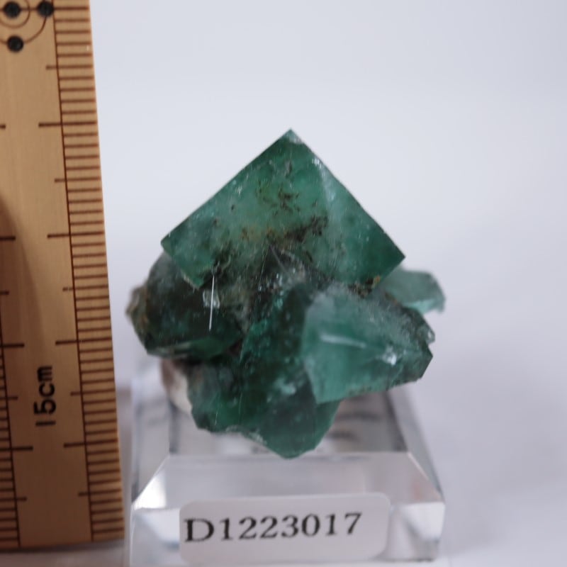 ロジャリー鉱山 フローライト | 鉱物標本,ハ行,フローライト/蛍石