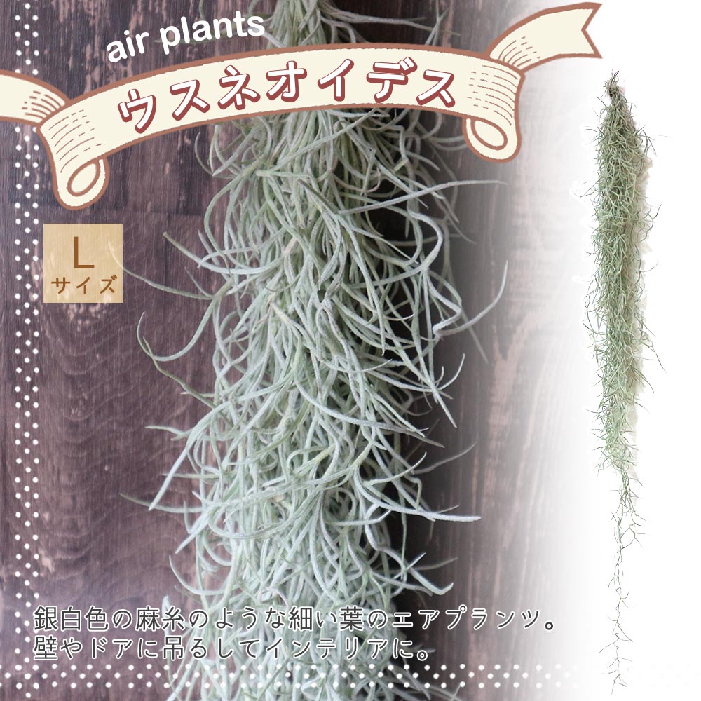 エアープランツ チランジア ウスネオイデス Lサイズ【1個】｜ 【植物の
