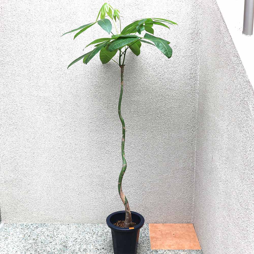 パキラ 曲がり1本立ち【大型 観葉植物 7号鉢／1個】｜ 【植物の