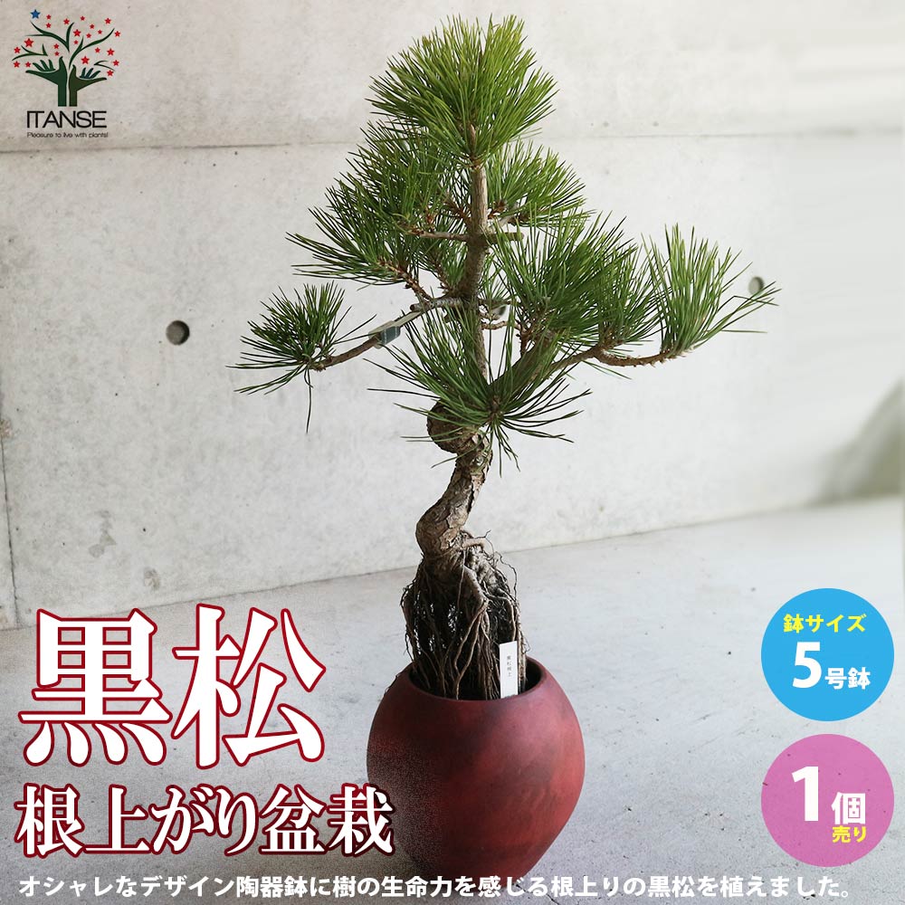 黒松 根上がり盆栽 【盆栽 5号デザイン陶器鉢／1個売り】｜ 【植物の
