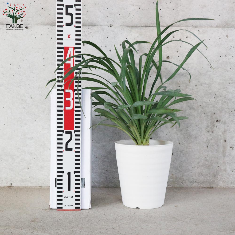 ユッカ・デスメティアーナ【観葉植物 5号鉢(銀緑)／1個売り】｜ 【植物