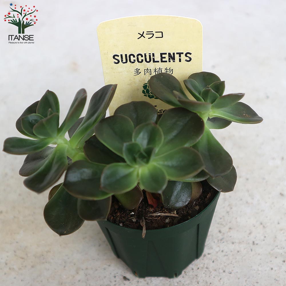 エケベリア・メラコ【多肉植物 2.5号鉢／1個売り】｜ 【植物の