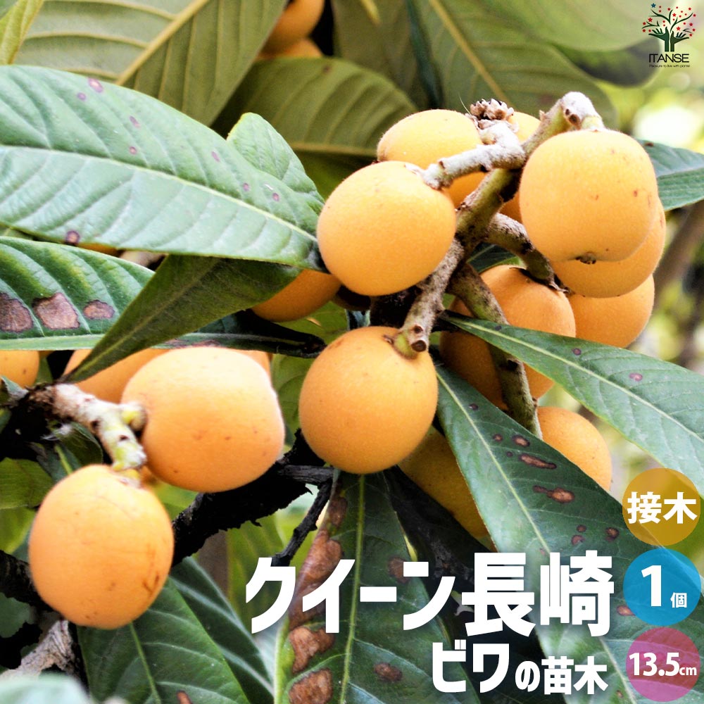 枇杷(びわ)の苗木 品種：クイーン長崎【果樹の苗 13.5cmポット 1年生