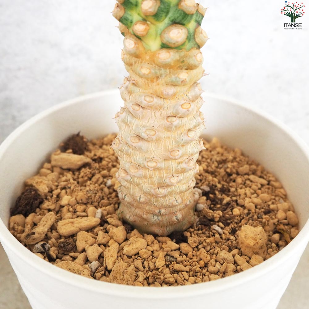 ユーフォルビア ポイゾニー 斑入り【多肉植物 5号鉢／1個売り