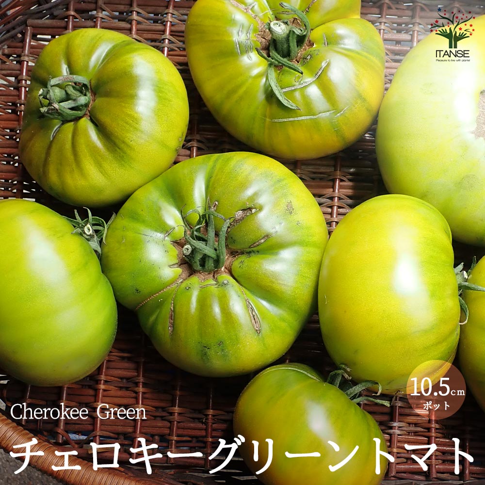チェロキーグリーントマトの苗 (品種：Cherokee Green／大玉グリーン
