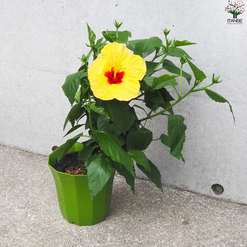 北欧生まれのインドア ハイビスカス サニーシティー 色MIX見計らい