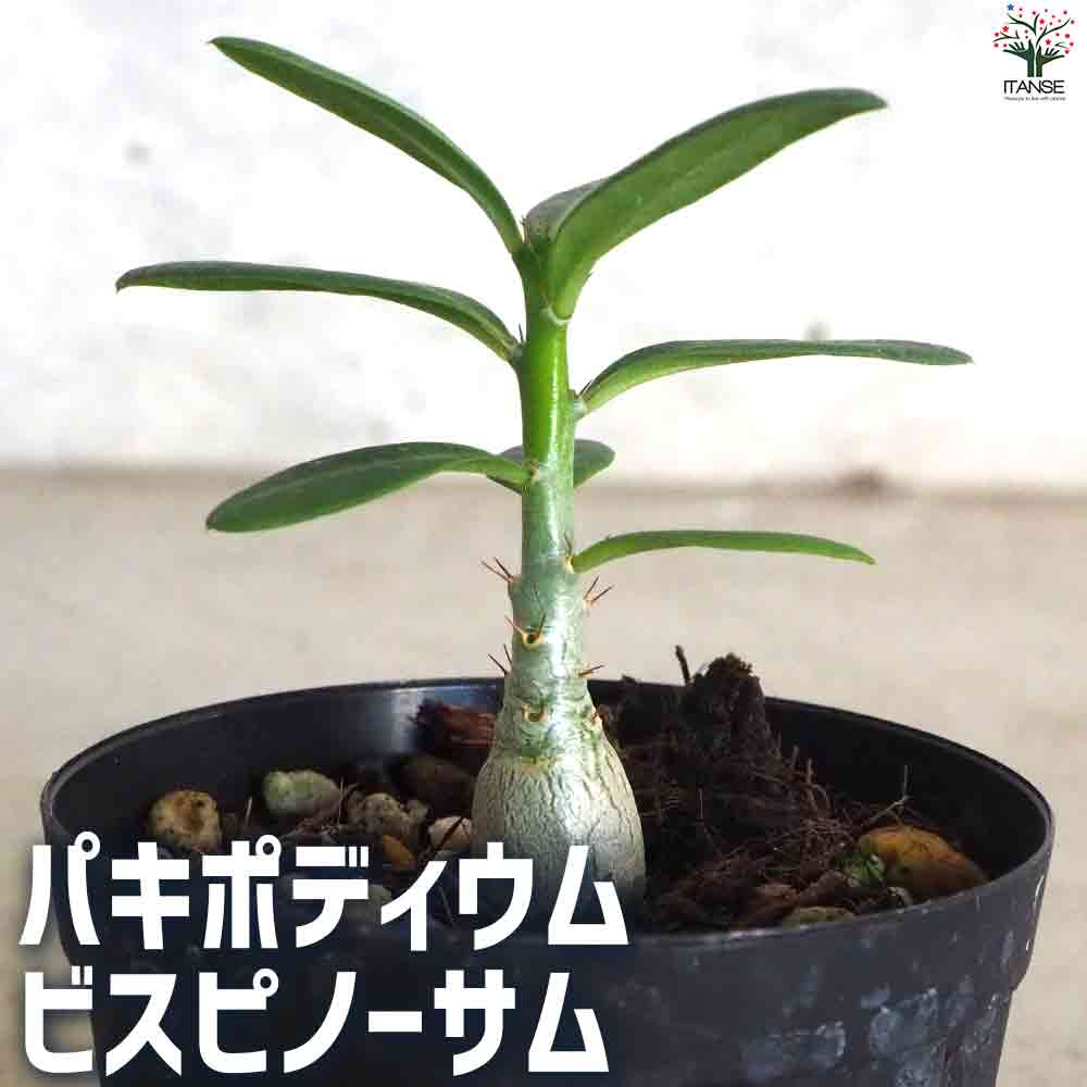 パキポディウム ビスピノーサム 【多肉植物 2号鉢】｜ 【植物の