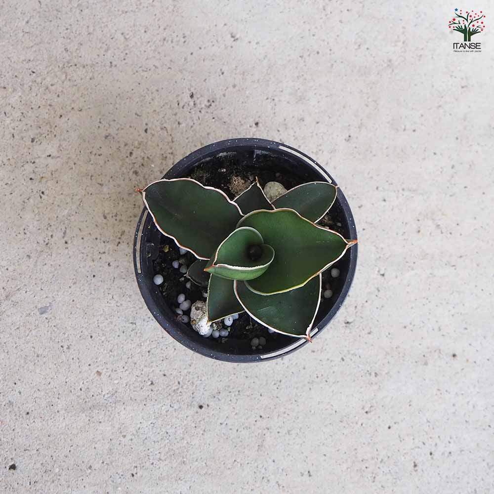 サンスベリア サムライドワーフ 【観葉植物 3号鉢】｜ 【植物の