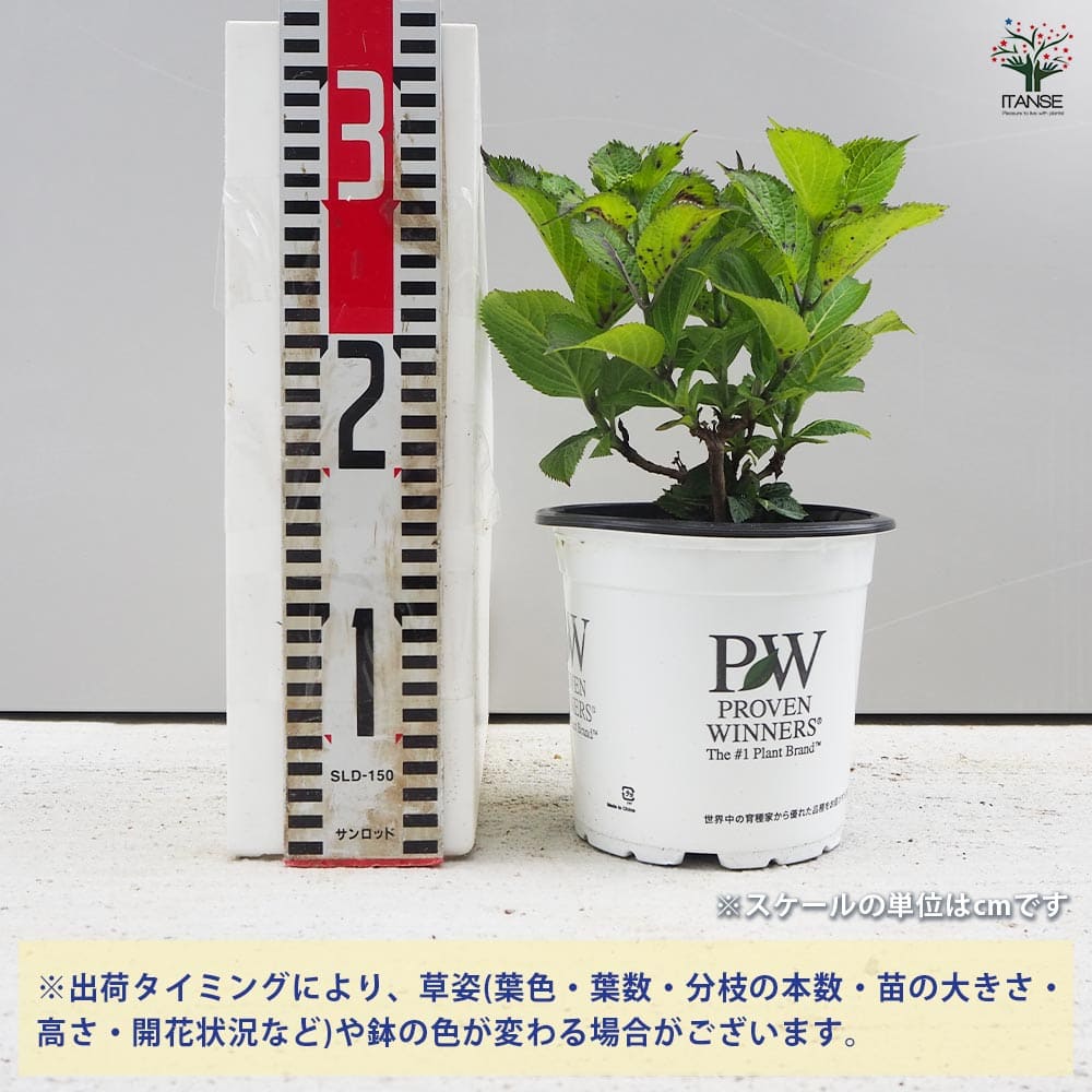 ヤマアジサイ タフスタッフ Wスターライト 【花木苗 5号ポット／1個