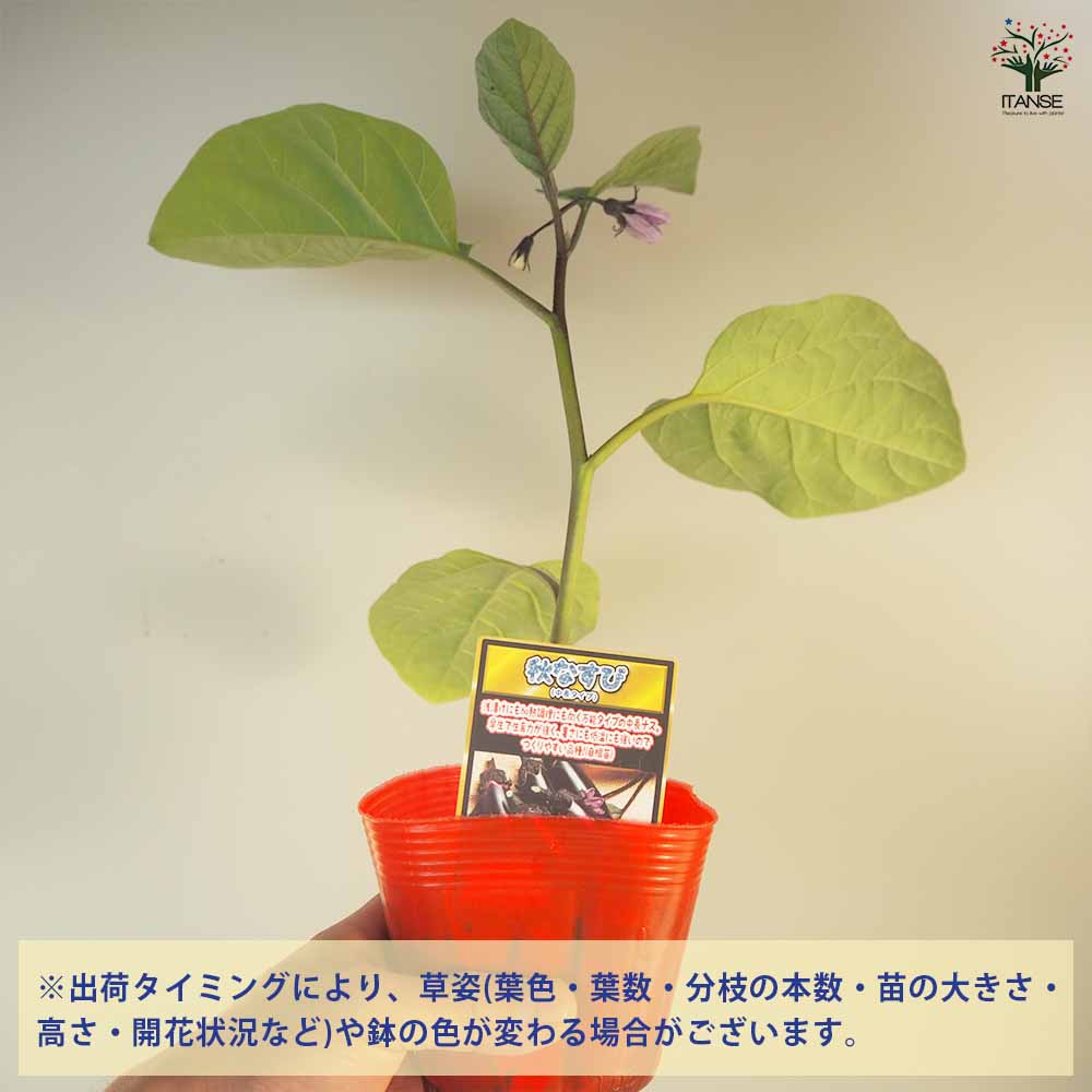 秋なすび(中長ナス)2個～【野菜苗 9cmポット自根苗】｜ 【植物の