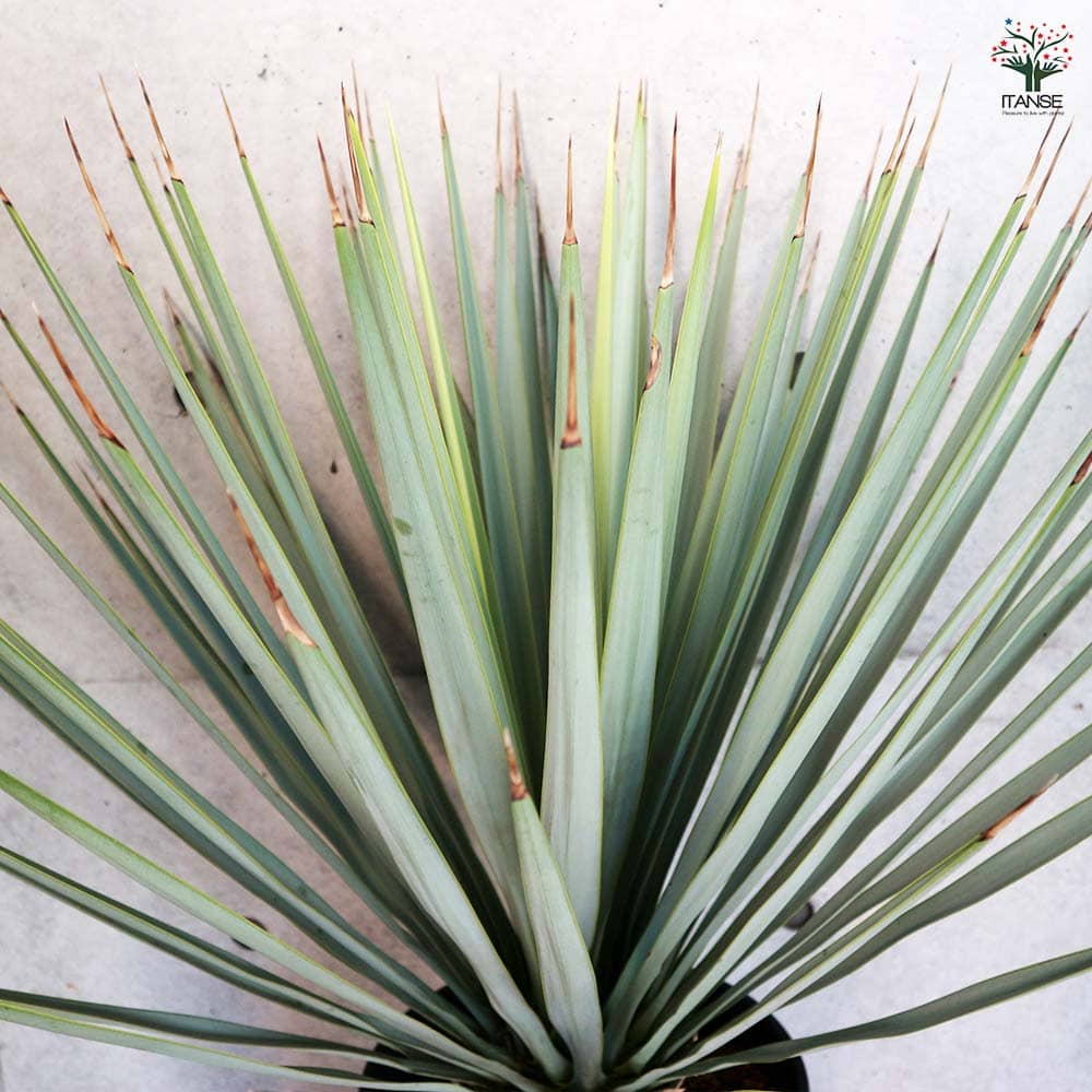 ユッカ リギダ 【観葉植物 10号／1個売り】｜ 【植物のITANSE