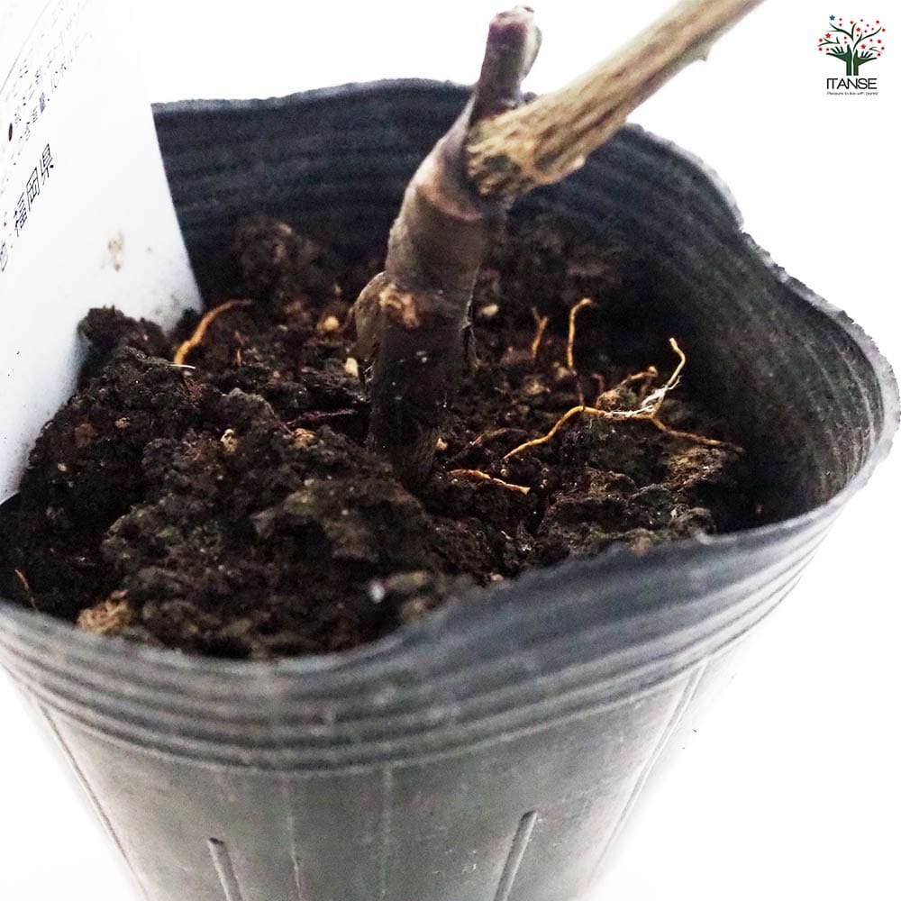 レモンの苗木 スイートレモネード 接ぎ木 【果樹の苗木 3号ポット