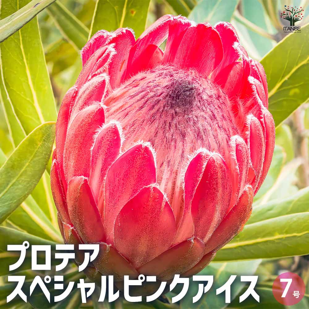 プロテア スペシャルピンクアイス 【花木苗 7号鉢／1個売り】｜ 【植物