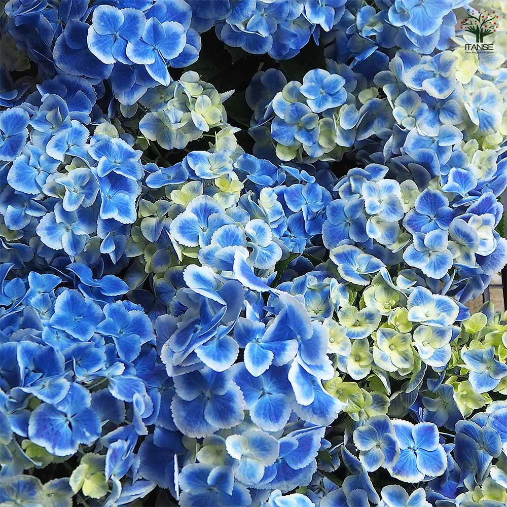 アジサイ エルマール 【花木苗 4号】｜ 【植物のITANSE】全品