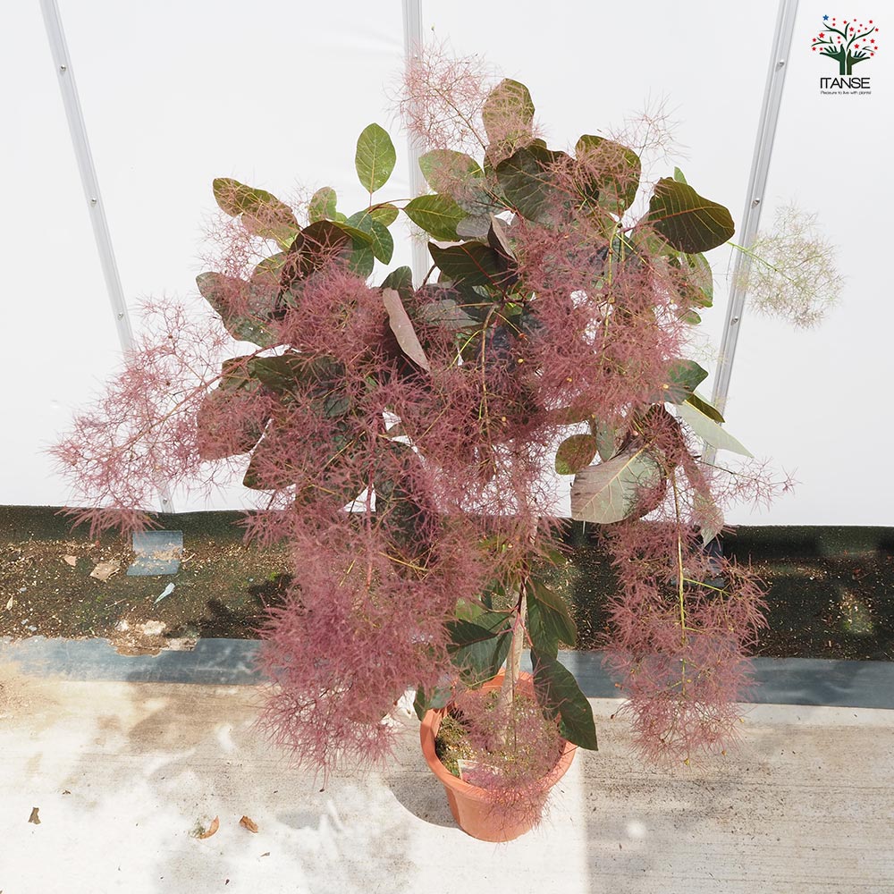 スモークツリー グレース 【花木苗 7号／1個売り】｜ 【植物の