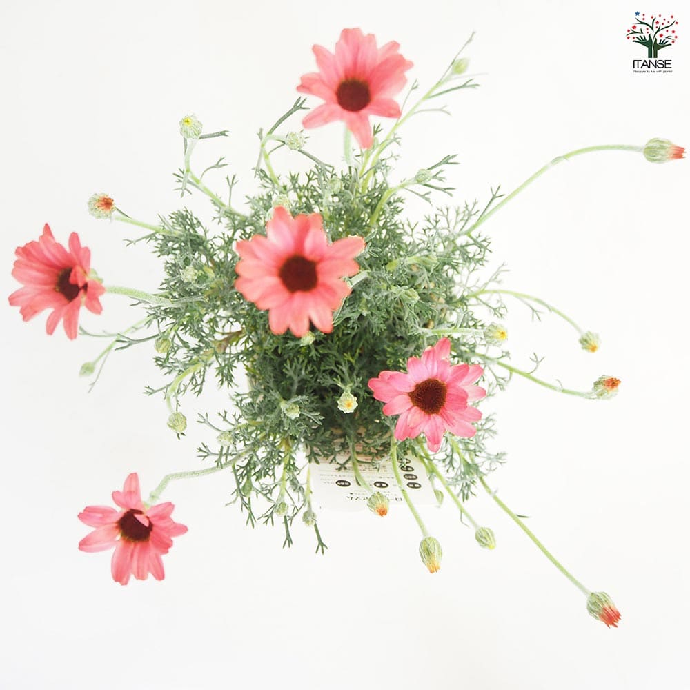 ローダンセマム マーズ 【花苗 3.5号】｜ 【植物のITANSE】全品