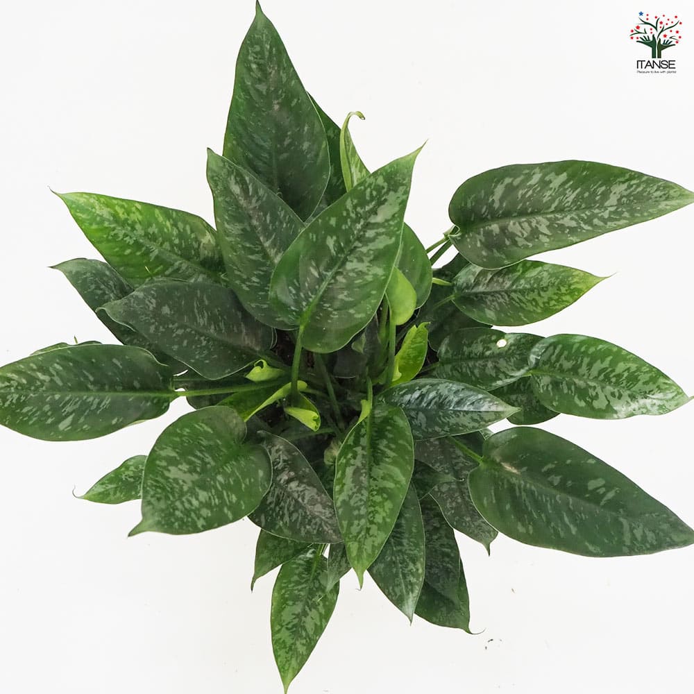 観葉植物 スキスマトグロッティス 【観葉植物 7号鉢／1個売り