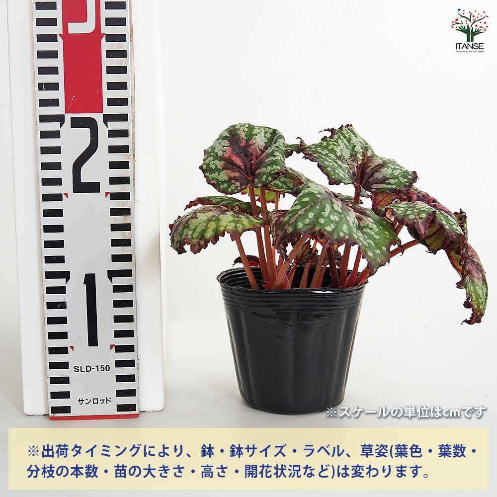レックスベゴニア シーサーペント 【観葉植物 3.5号】｜ 【植物の