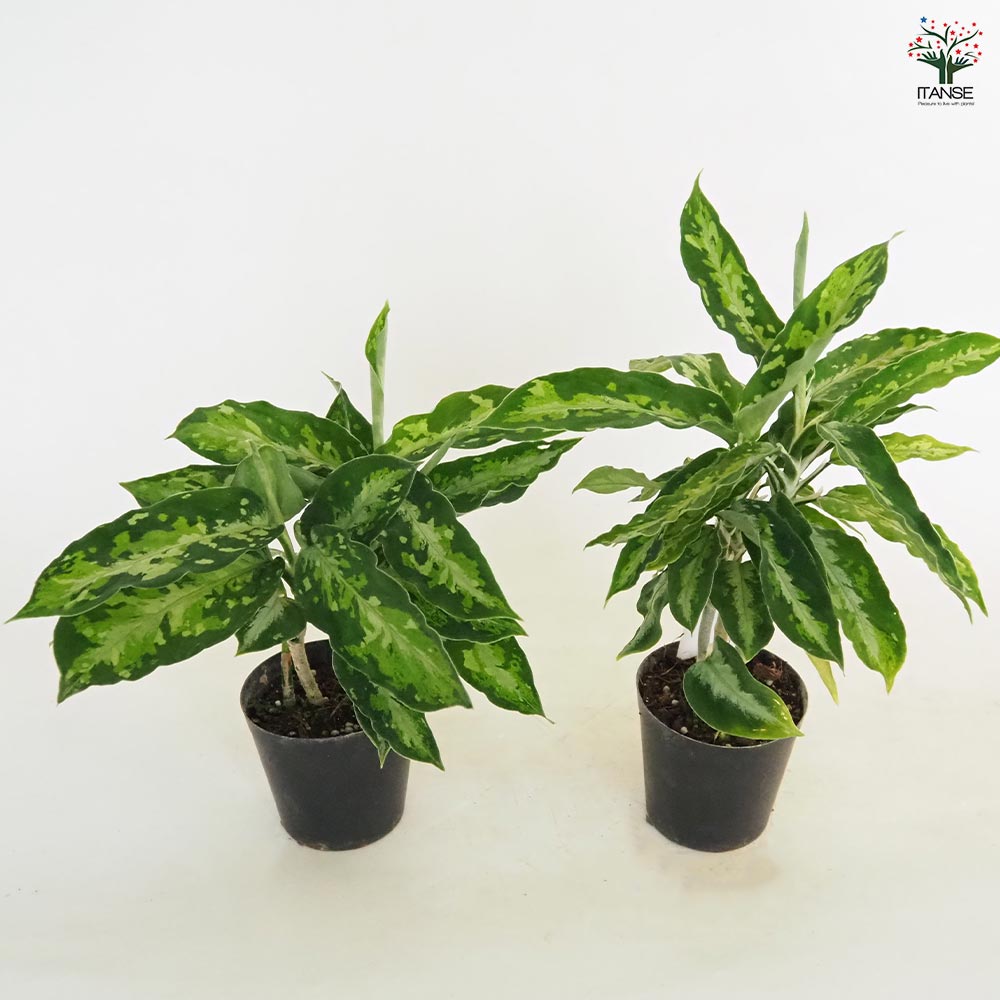 アグラオネマ ピクタム トリカラー 【観葉植物 3号／1個売り