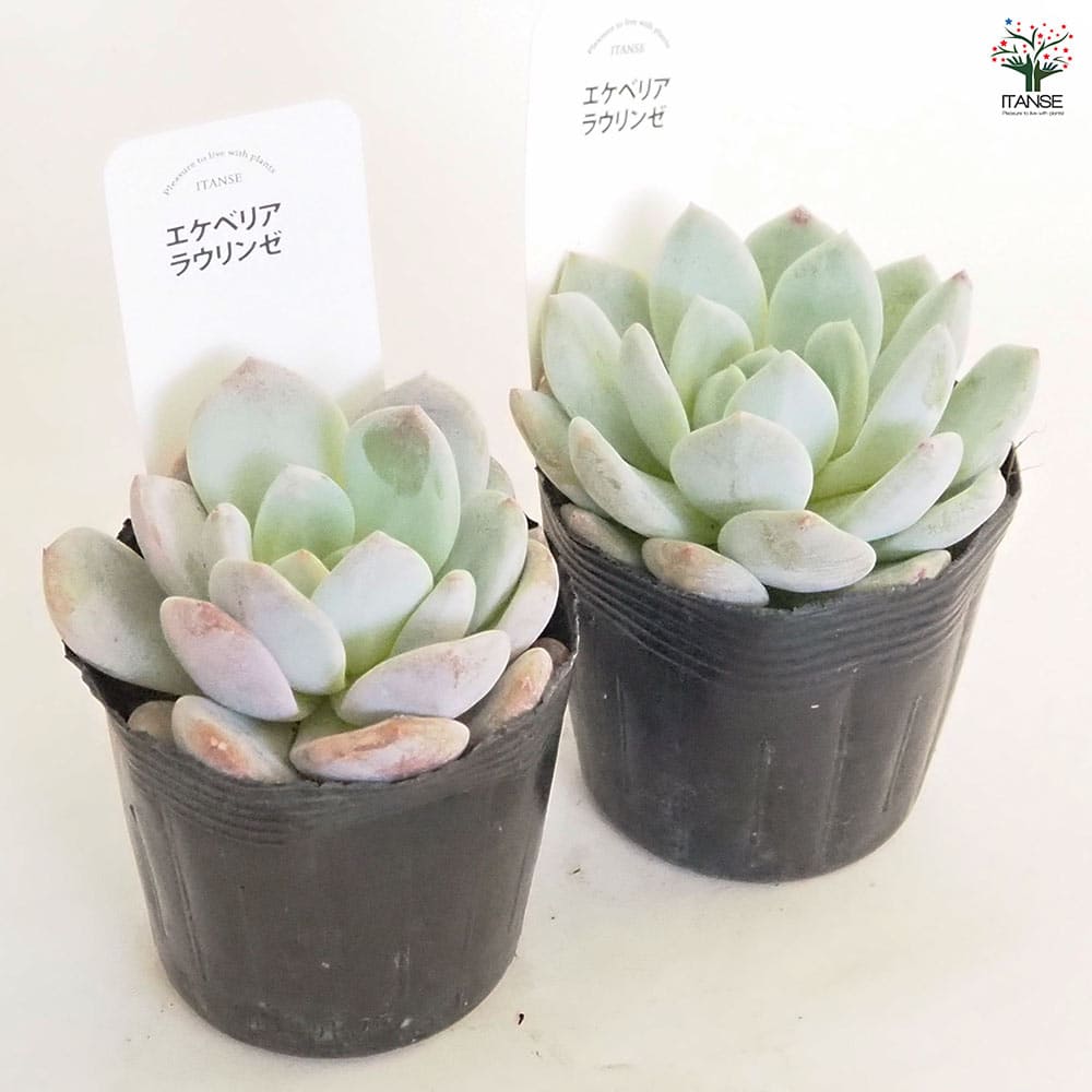 エケベリア ラウリンゼ 【多肉植物 2.5号】｜ 【植物のITANSE