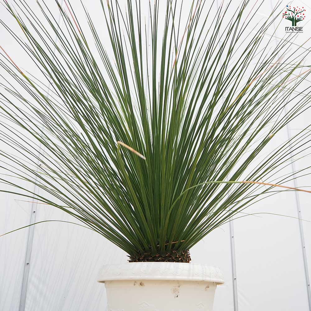 ダシリリオン ロンギッシマム 【多肉植物 13号／1個売り】｜ 【植物の