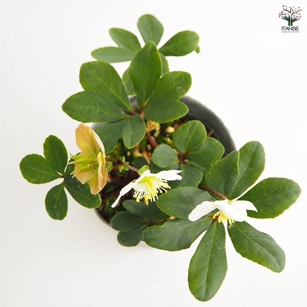 クリスマスローズ クリスマスキャロル 【花苗 3.5号】｜ 【植物の