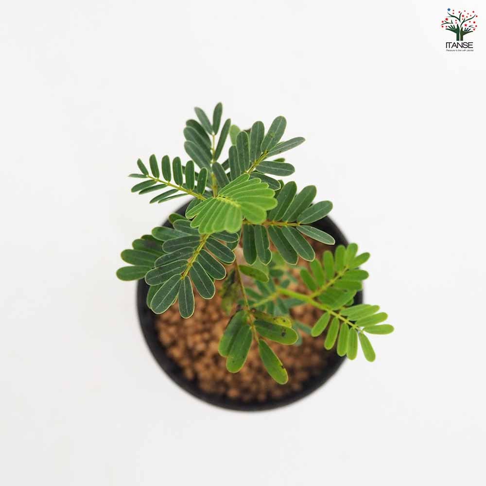 センナ メリディオナリス 【多肉植物 2.5号／1個売り】｜ 【植物の