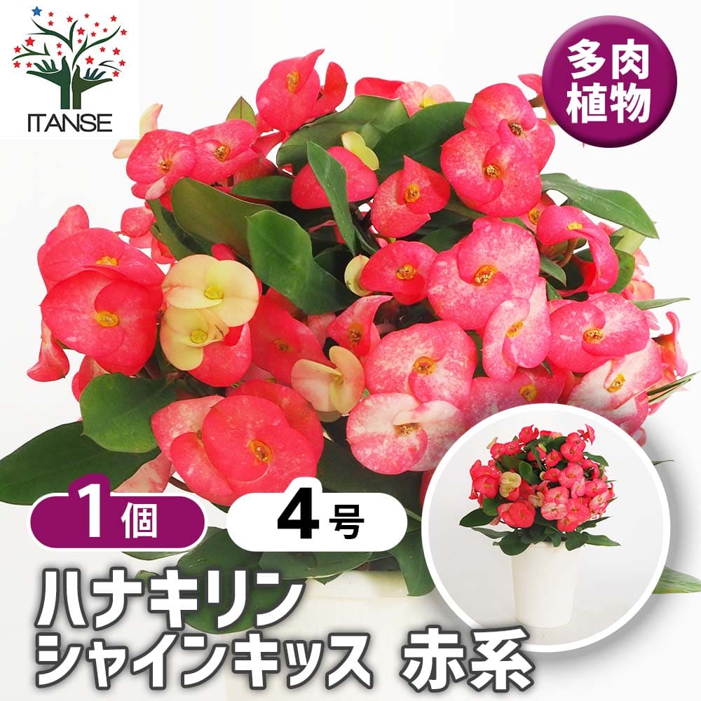 ハナキリン シャインキッス赤系 【多肉植物 4号／1個売り】｜ 【植物の