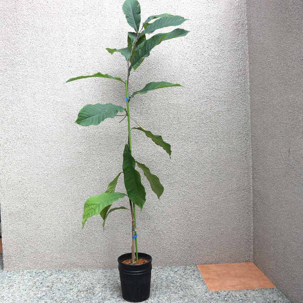 ポポー 品種：マンゴー【果樹苗 2年生 接木苗 5号鉢／1個】｜ 【植物の