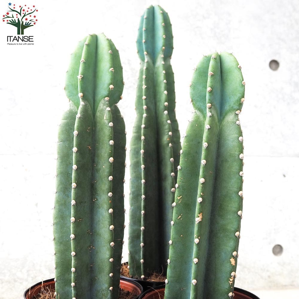 柱サボテン 鬼面閣(キメンカク)【観葉植物 4.5号鉢】｜ 【植物の