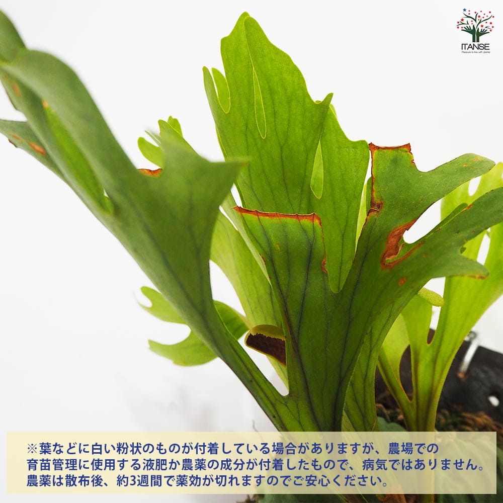 コウモリラン リドレイ ワイルド板付き 【観葉植物 なし／1個売り