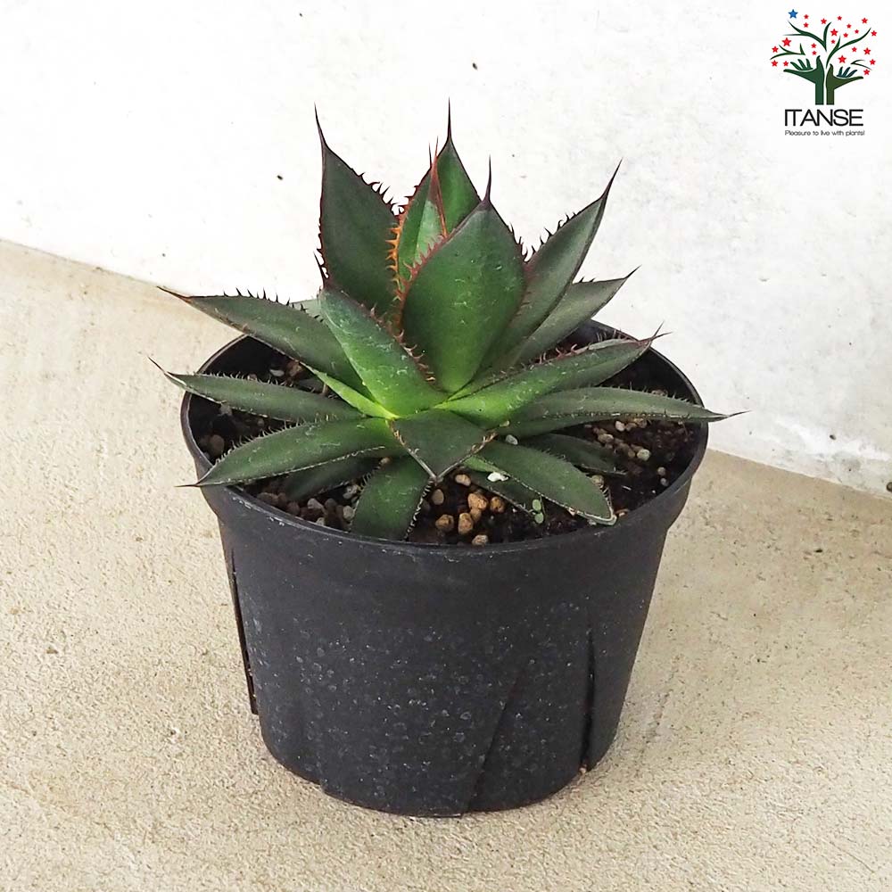 アガベ ホリダ【多肉植物 5号鉢／1個売り】｜ 【植物のITANSE