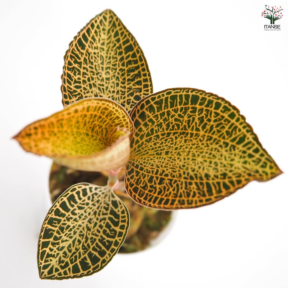 アネクトキルス ロクスバーギー ゴールドベイン 【観葉植物 2号