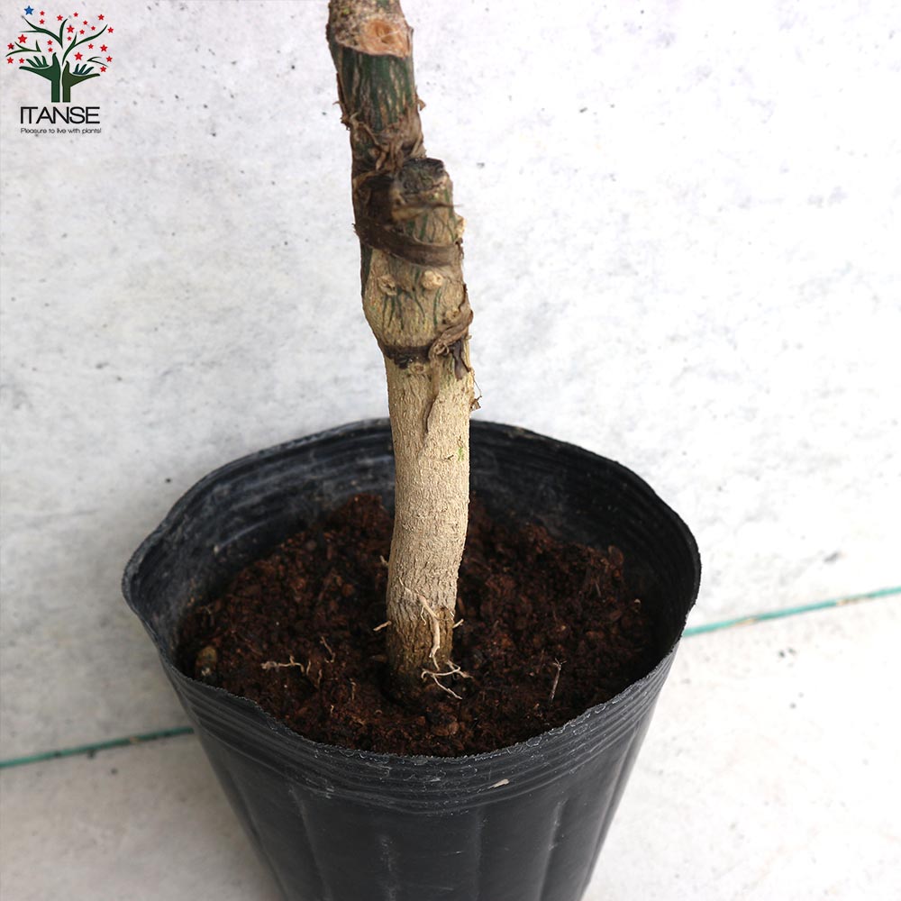 みかんの苗 紀州種無し小みかん(品種：無核紀州)【果樹の苗木 15cm