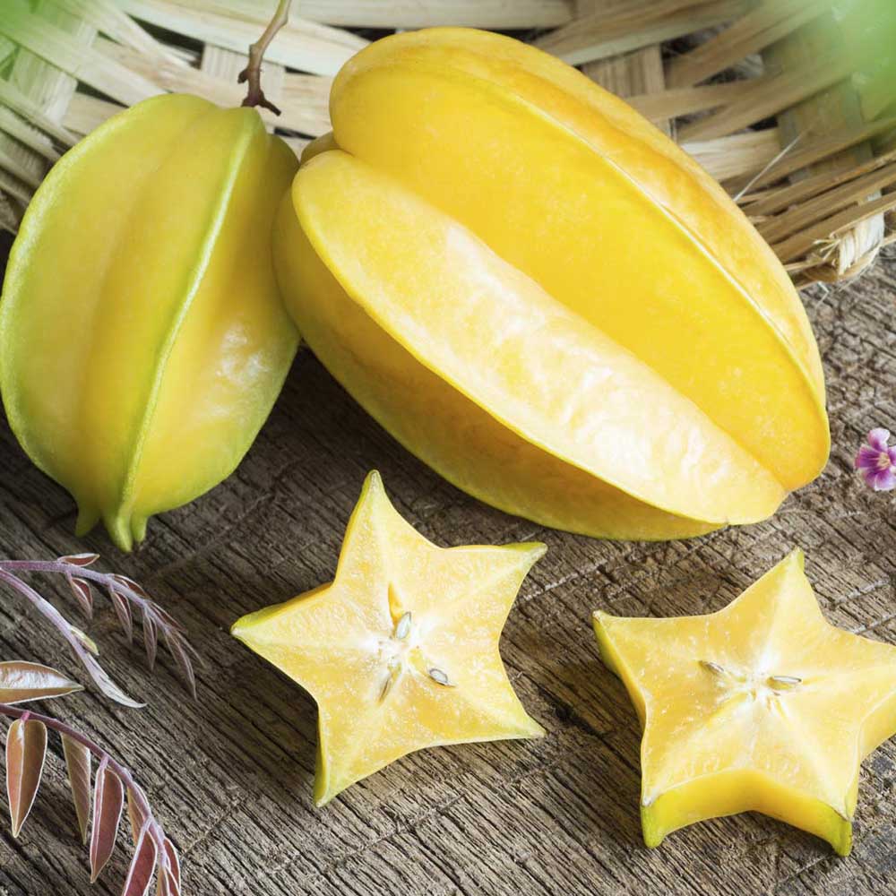 スターフルーツの苗木【果樹苗 1年生接木苗 21cmポット／1個