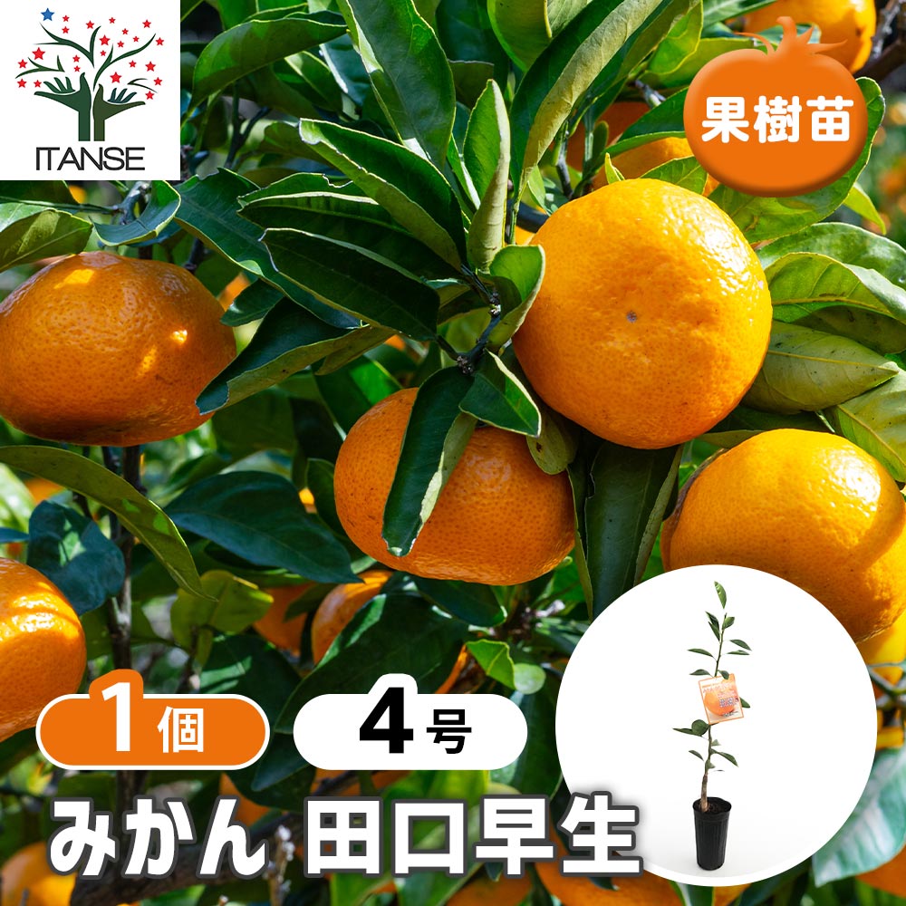 みかんの苗木 田口早生 【果樹の苗木 4号／1個売り】｜ 【植物の