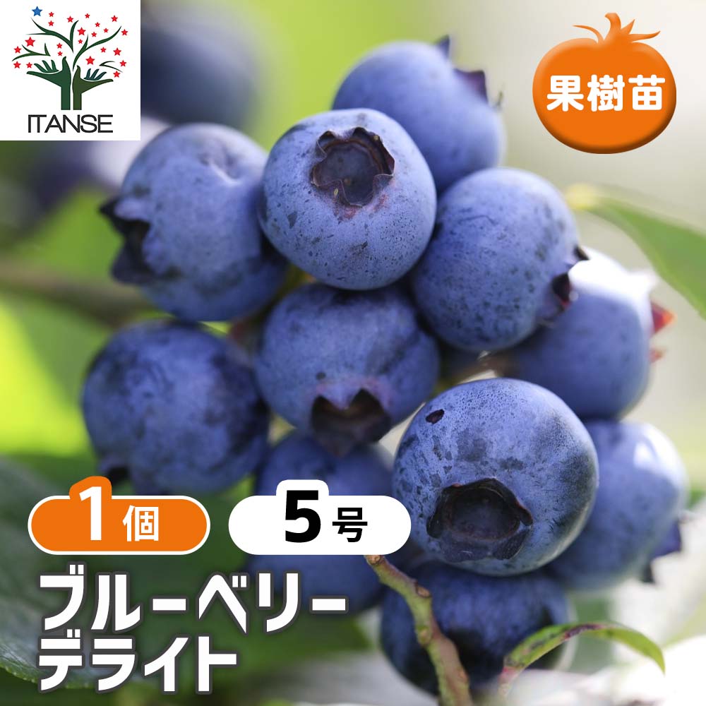 ラビットアイ系ブルーベリー デライト【果樹苗 挿し木苗15cmポット苗