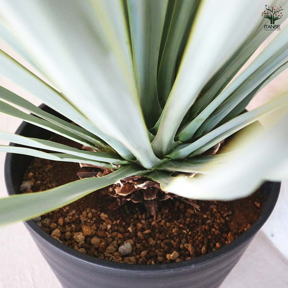 ユッカ リギダ 【観葉植物 10号／1個売り】｜ 【植物のITANSE