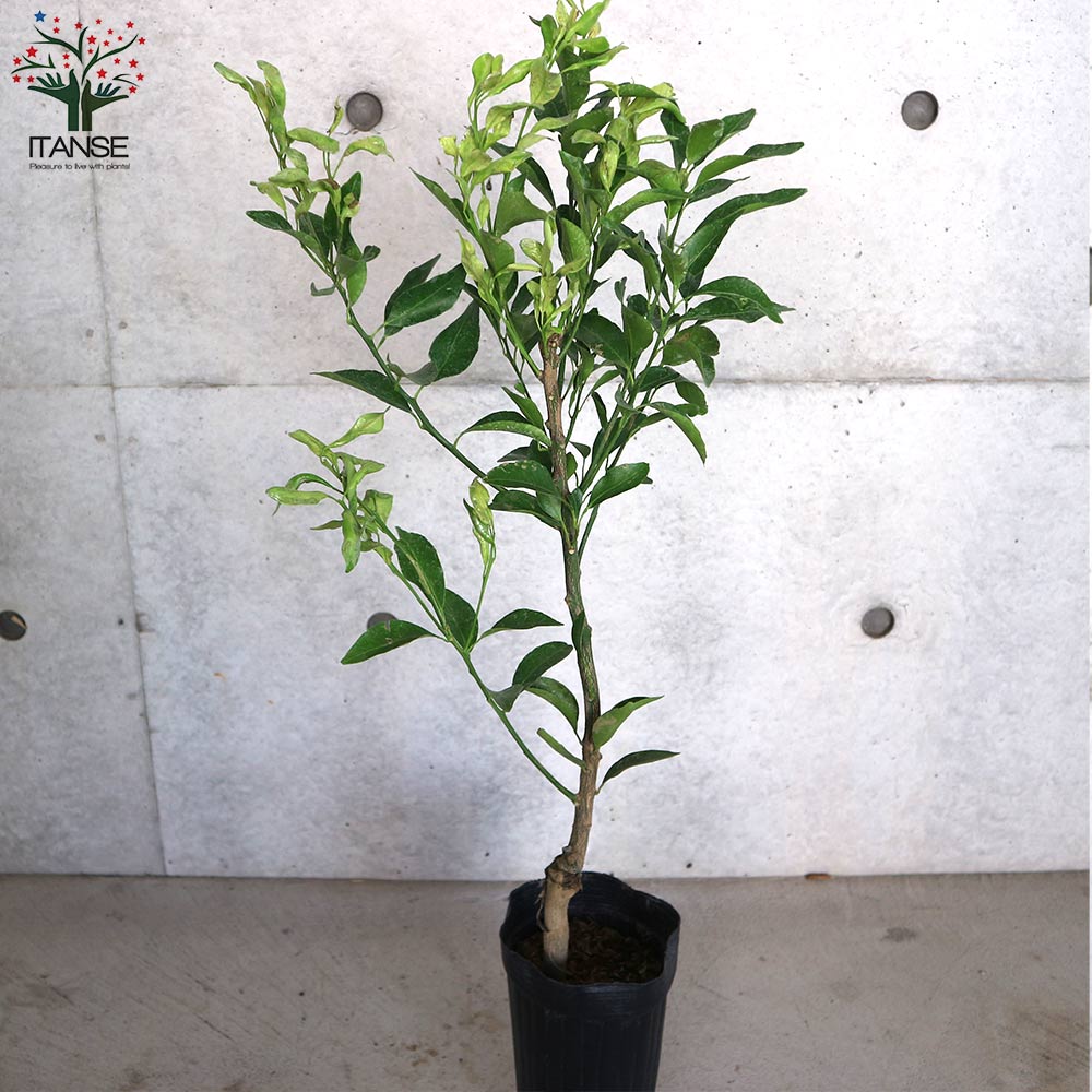 みかんの苗 ポンカン【果樹の苗木 4～5号ポット 接木苗／1個売り