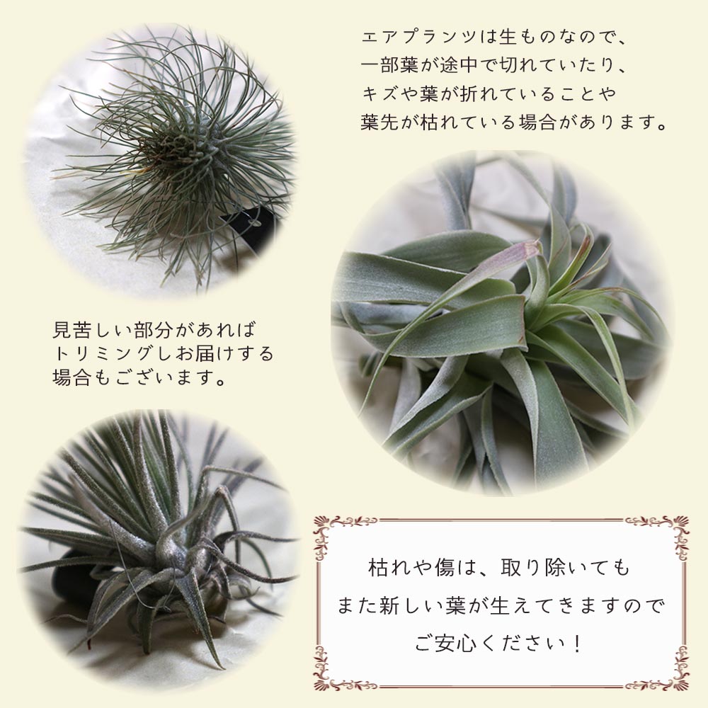 エアープランツ チランジア ウスネオイデス Rサイズ【1個】｜ 【植物の