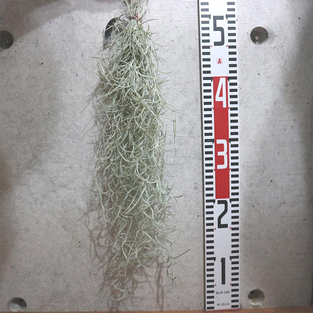 エアープランツ チランジア ウスネオイデス Lサイズ【1個】｜ 【植物の