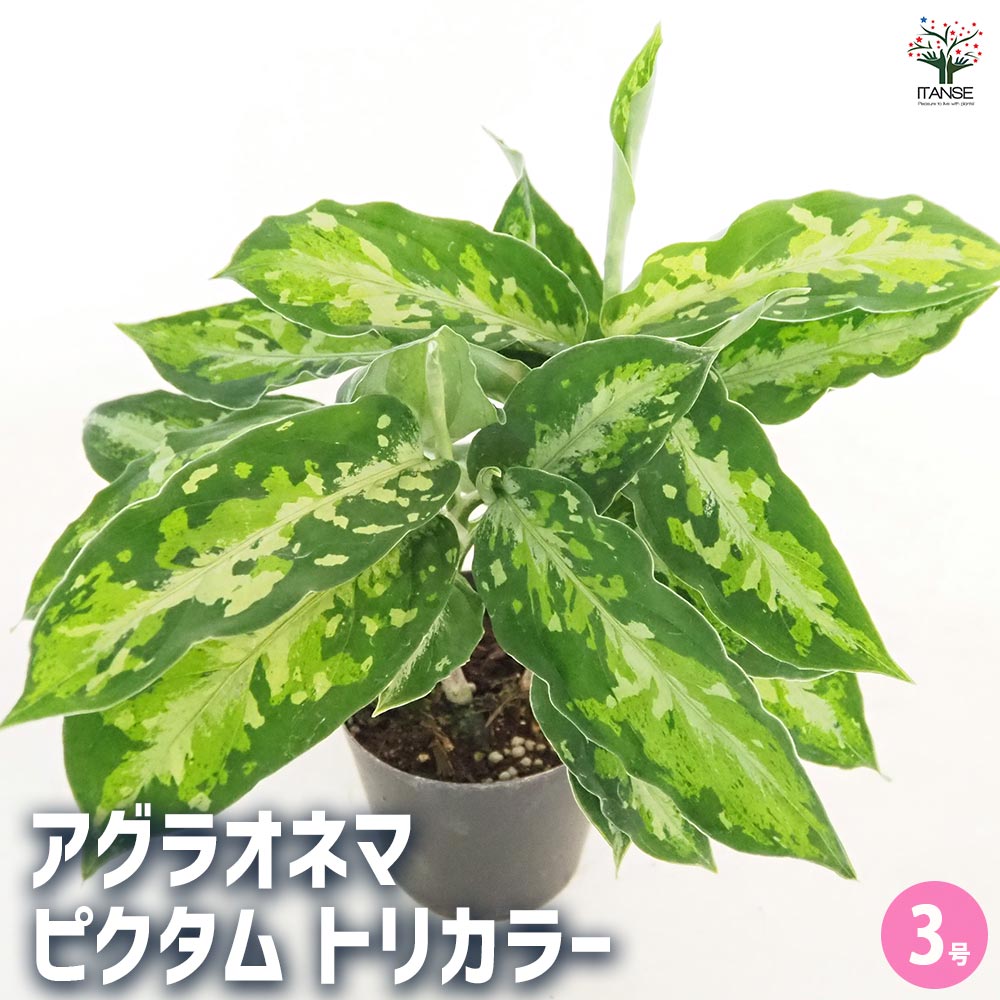 アグラオネマ ピクタム トリカラー 【観葉植物 3号／1個売り